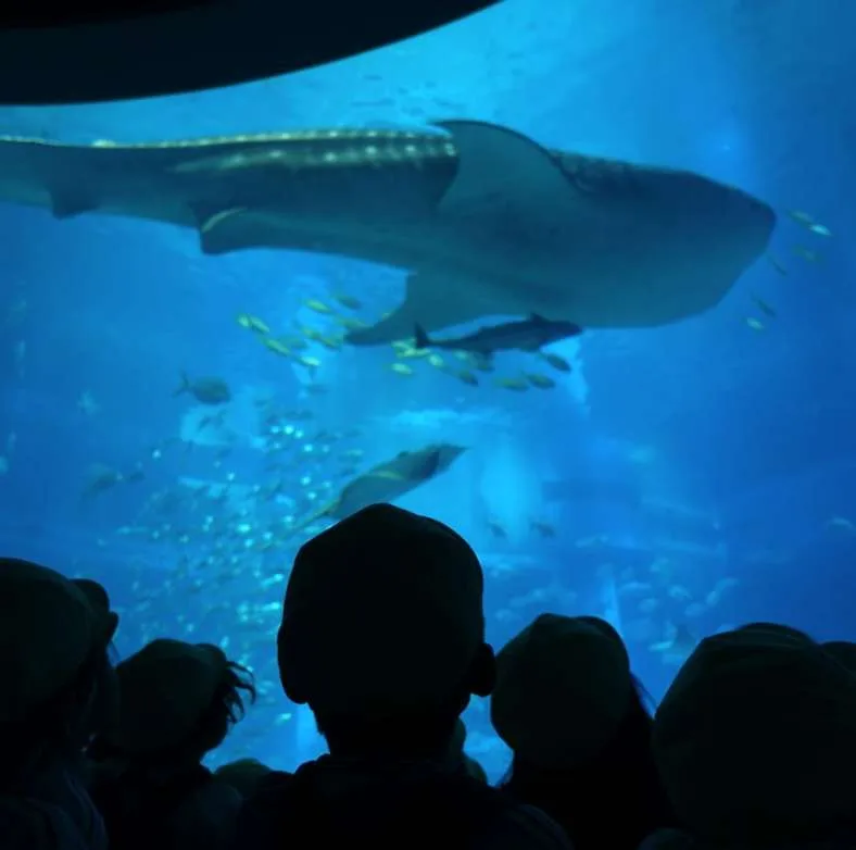 年間行事11月の画像