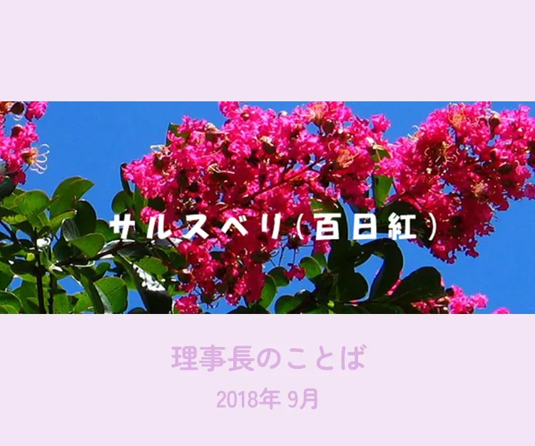 レア 7インチレコードセット売りサボテンの花 & The Silhouettes