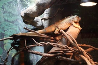 <span class="title">保護中: 天王寺動物園</span>