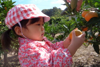 ミカン狩り（そら組）