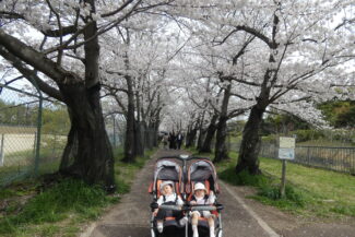 <span class="title">春爛漫（ほし組）</span>