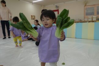 チンゲン菜で感触遊び（ほし組・つき組）