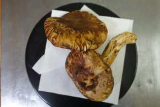 <span class="title">保護中: 松茸が届きました</span>
